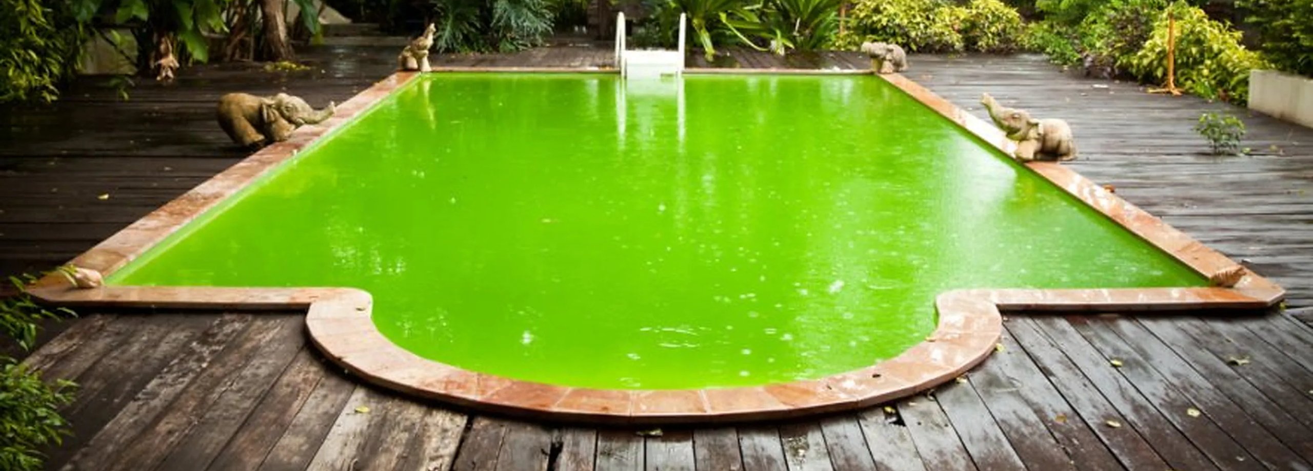 Cómo recuperar el agua de una piscina verde