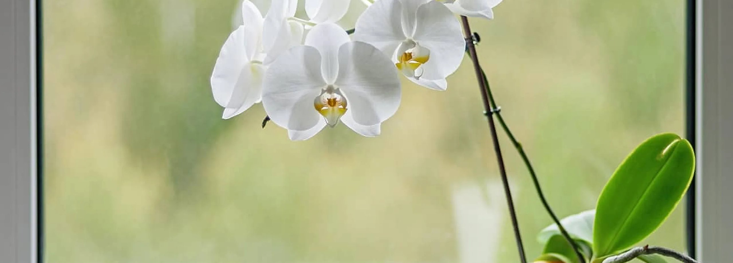 Cuidado de las orquídeas: ¿qué hacer para mantenerlas siempre en flor?