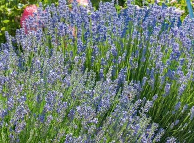 Plantar lavanda en el jardín: cuidados y requisitos