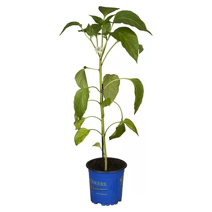 Piardino Paprika Bio - Capsicum annuum 'Lubega', 10,5 cm, Erntezeit: August - Oktober, Farbe Frucht: Gelb - Vorderansicht