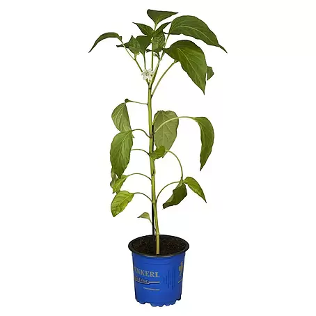 Piardino  Paprika Lubega