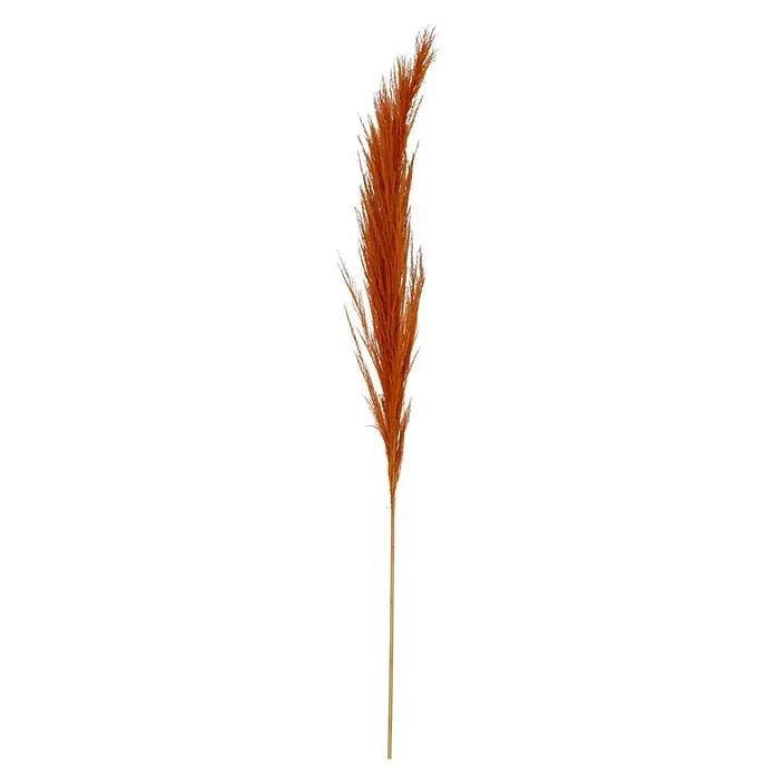 Trockenblume Pampasgras - Länge: 150 cm, Orange - Vorderansicht