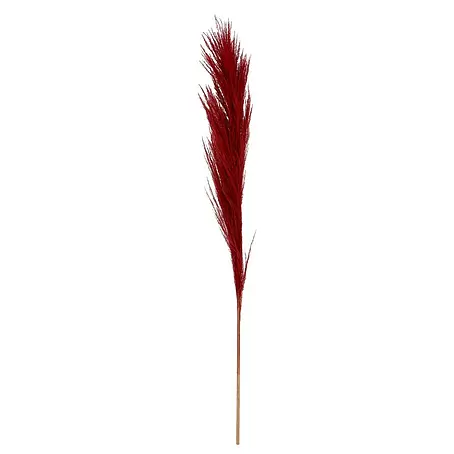 Trockenblume Pampasgras