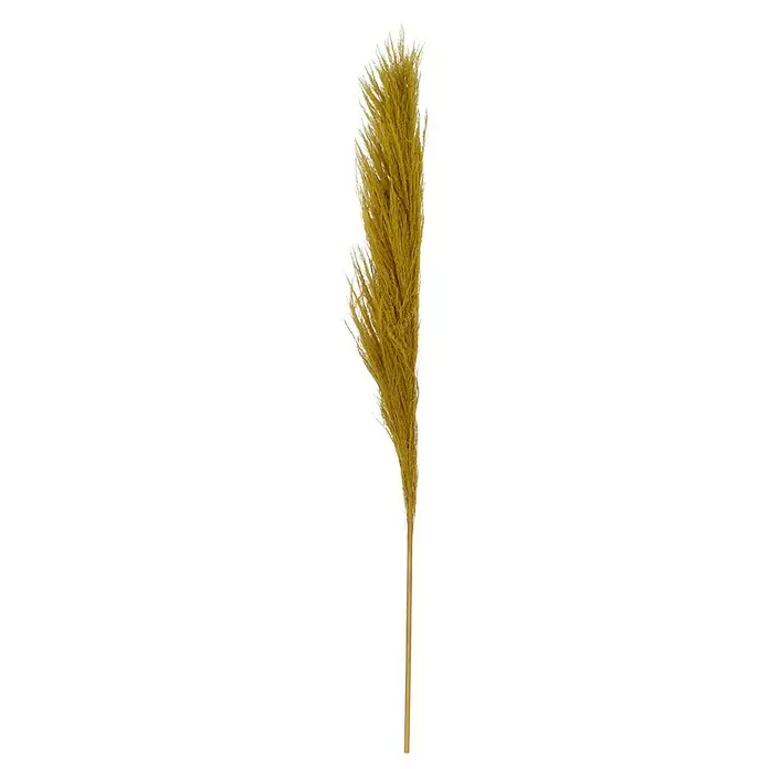 Trockenblume Pampasgras - Länge: 150 cm, Gelb - Vorderansicht