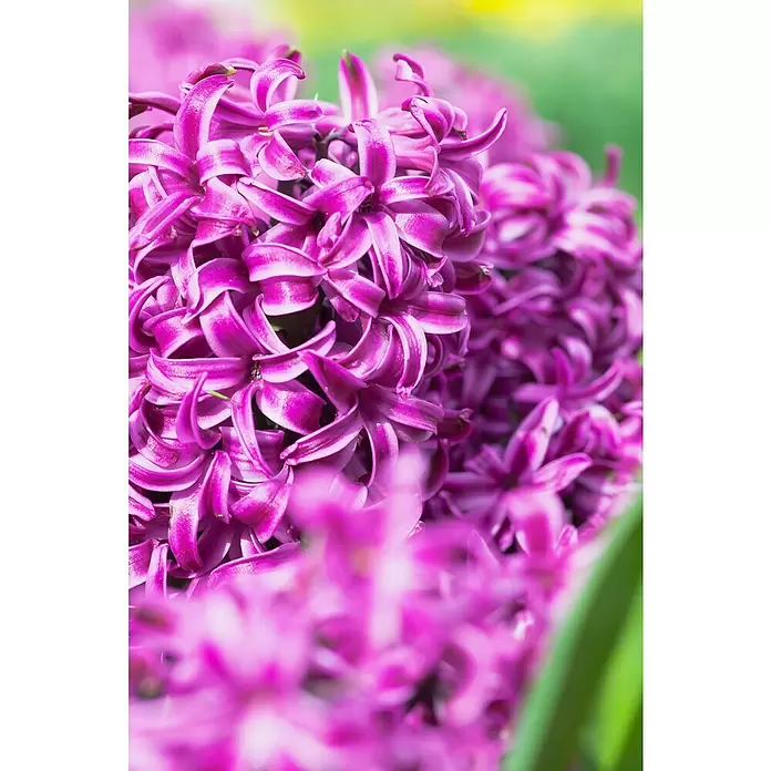 Piardino Frühlingsblumenzwiebeln 'Purple Sensation' - Hyacinthus orientalis 'Purple Sensation', Tiefviolett - Detailaufnahme