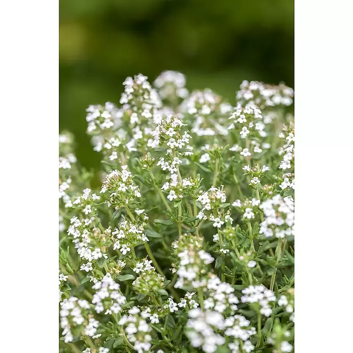 Piardino Echter Thymian grünlaubige Sorten - Thymus vulgaris, Topfgröße: 14 cm - Detailaufnahme