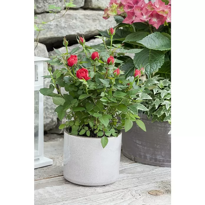 Piardino Topfrose Kordana - Rosa Kordana, Topfgröße: 11 cm, Sortenabhängig - Stimmungsaufnahme