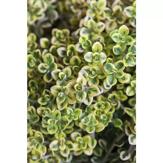 Piardino Echter Thymian buntlaubige Sorten - Thymus vulgaris, Topfgröße: 14 cm - Detailaufnahme