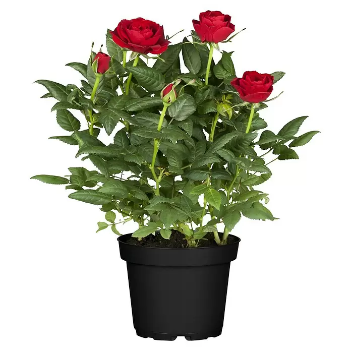 Piardino Topfrose Kordana - Rosa Kordana, Topfgröße: 11 cm, Sortenabhängig - Vorderansicht