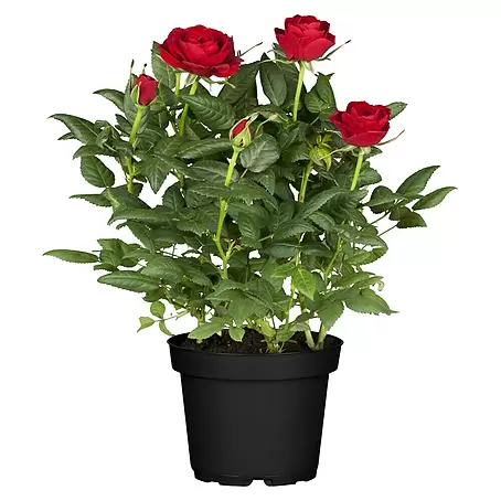 Piardino  Topfrose Kordana