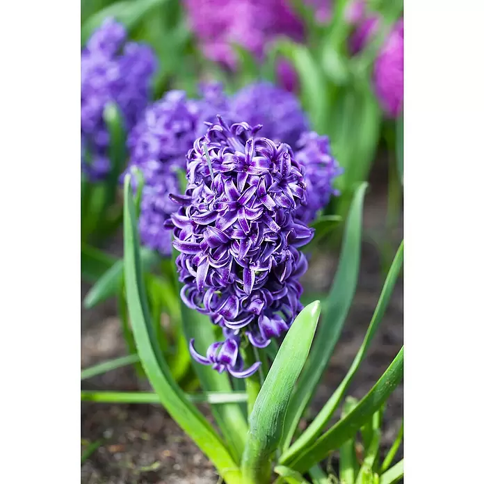 Piardino Frühlingsblumenzwiebeln - Hyacinthus orientalis 'Blue Pearl' - Stimmungsaufnahme