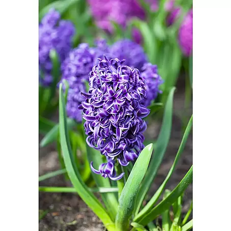 Piardino  Frühlingsblumenzwiebeln