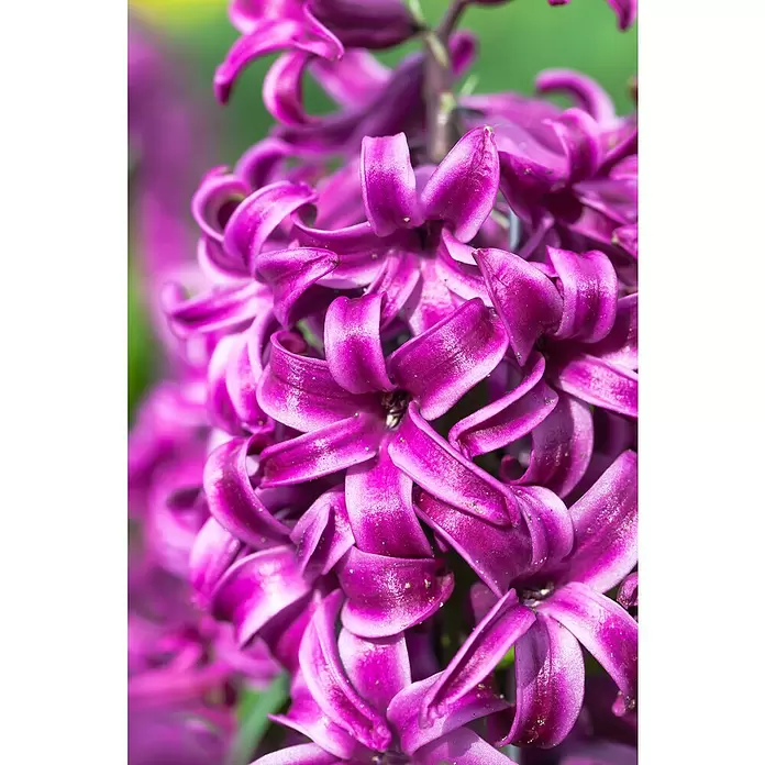 Piardino Frühlingsblumenzwiebeln 'Purple Sensation' - Hyacinthus orientalis 'Purple Sensation', Tiefviolett - Detailaufnahme