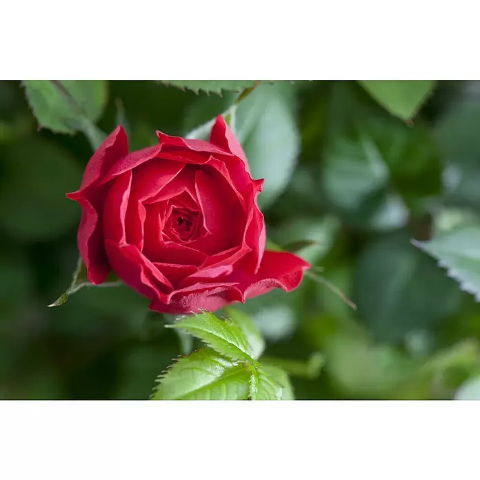 Piardino Topfrose Kordana - Rosa Kordana, Topfgröße: 11 cm, Sortenabhängig - Detailaufnahme