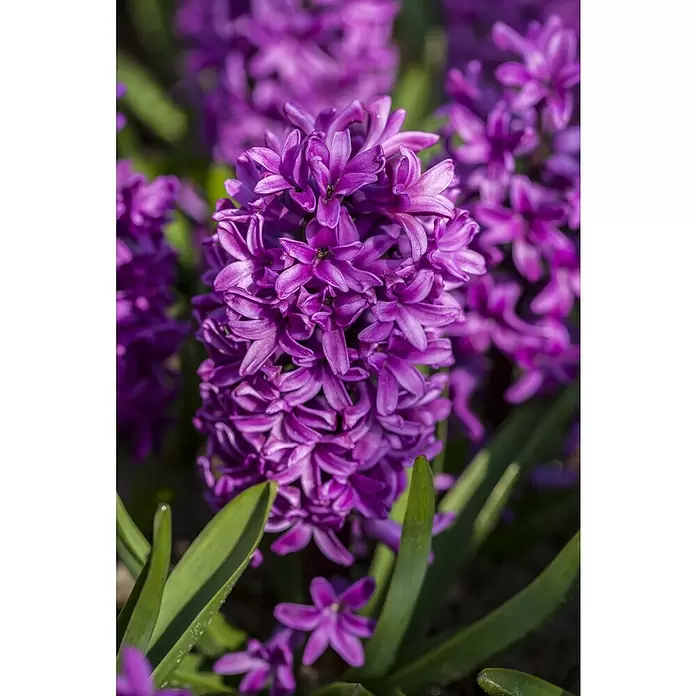 Piardino Frühlingsblumenzwiebeln 'Purple Sensation' - Hyacinthus orientalis 'Purple Sensation', Tiefviolett - Detailaufnahme