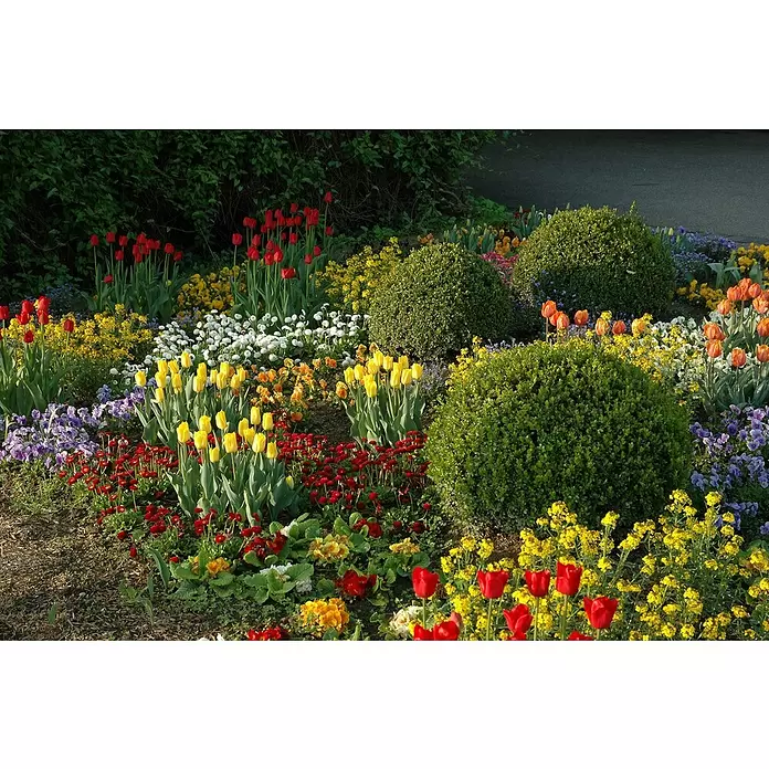 Piardino Frühlingsblumenzwiebeln Red Flair - Tulipa Hybride 'Red Flair' - Stimmungsaufnahme