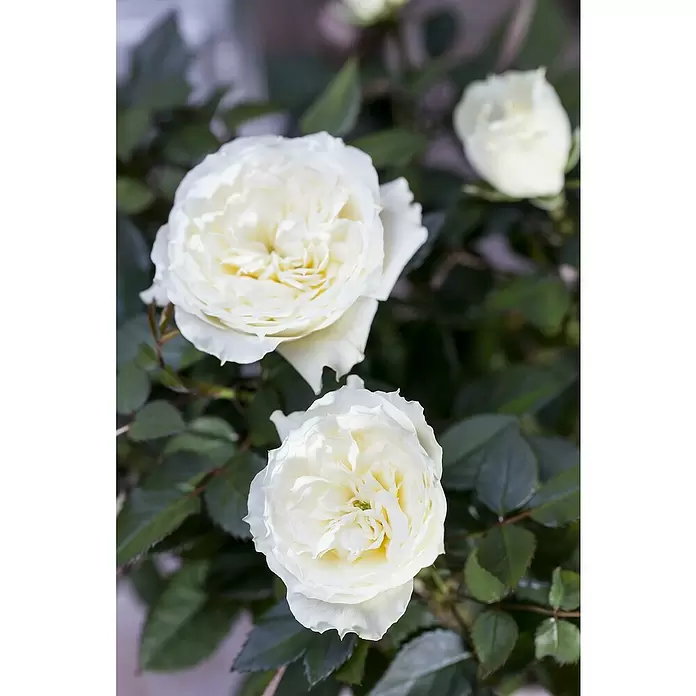Piardino Topfrose Kordana - Rosa Kordana, Topfgröße: 11 cm, Sortenabhängig - Detailaufnahme