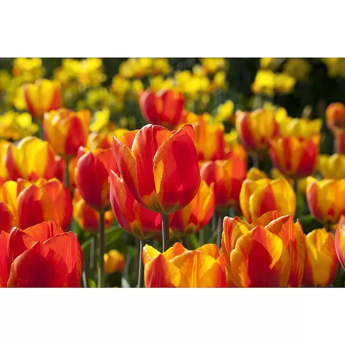 Piardino Frühlingsblumenzwiebeln Flair Orange - Tulipa Hybride 'Flair Orange', Topfgröße: 12 cm - Detailaufnahme