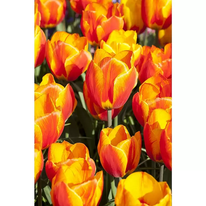Piardino Frühlingsblumenzwiebeln Flair Orange - Tulipa Hybride 'Flair Orange', Topfgröße: 12 cm - Detailaufnahme