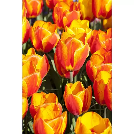 Piardino  Frühlingsblumenzwiebeln Flair Orange