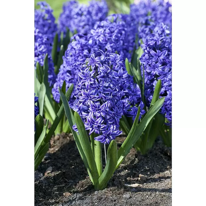 Piardino Frühlingsblumenzwiebeln - Hyacinthus orientalis 'Blue Pearl' - Detailaufnahme