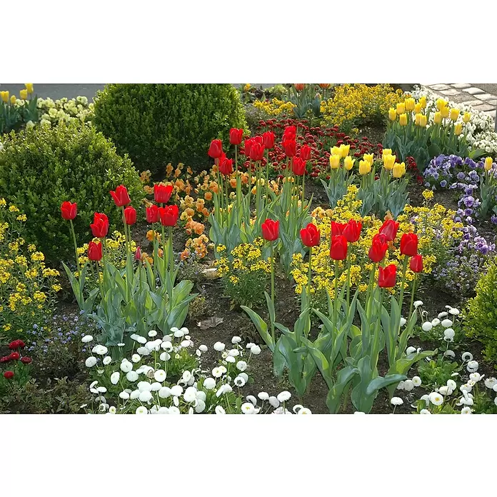 Piardino Frühlingsblumenzwiebeln Red Flair - Tulipa Hybride 'Red Flair' - Stimmungsaufnahme