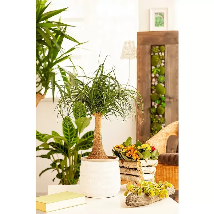 Piardino Elefantenfuß - Beaucarnea recurvata, Topfgröße: 19 cm - Stimmungsaufnahme
