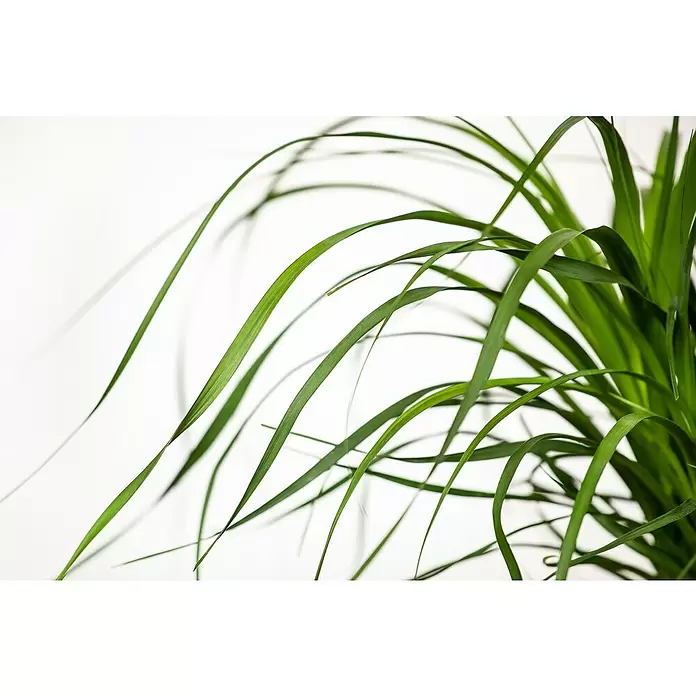 Piardino Elefantenfuß - Beaucarnea recurvata, Topfgröße: 19 cm - Detailaufnahme