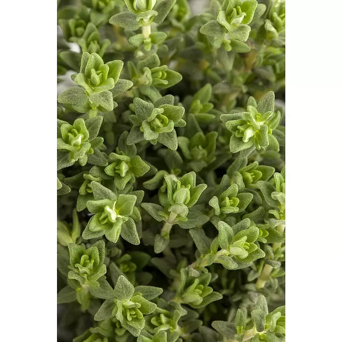 Piardino Echter Thymian grünlaubige Sorten - Thymus vulgaris, Topfgröße: 14 cm - Detailaufnahme