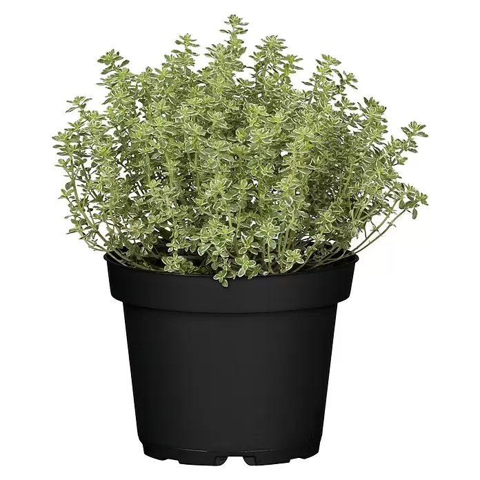 Piardino Echter Thymian buntlaubige Sorten - Thymus vulgaris, Topfgröße: 14 cm - Vorderansicht