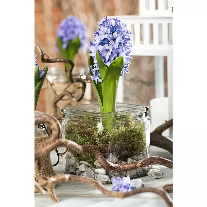 Piardino Frühlingsblumenzwiebeln - Hyacinthus orientalis 'Blue Pearl' - Stimmungsaufnahme