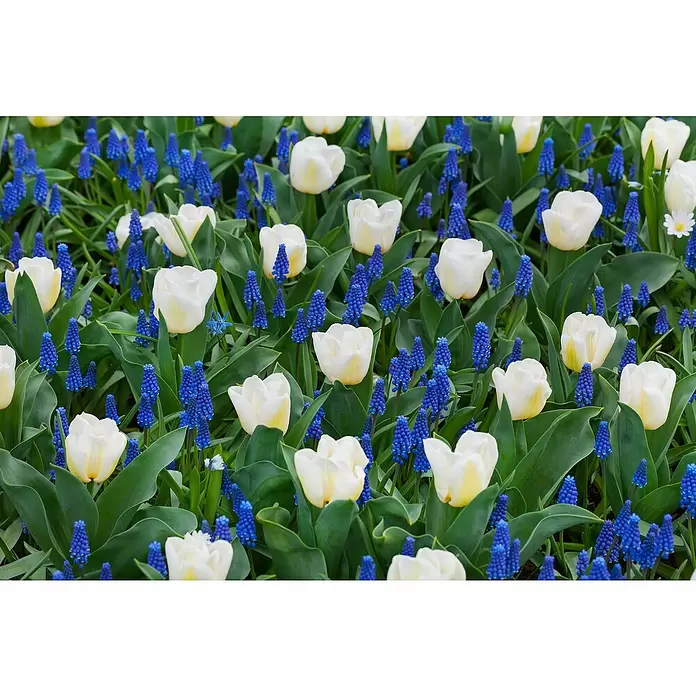 Piardino Frühlingsblumenzwiebeln - Tulipa Calgary - Detailaufnahme