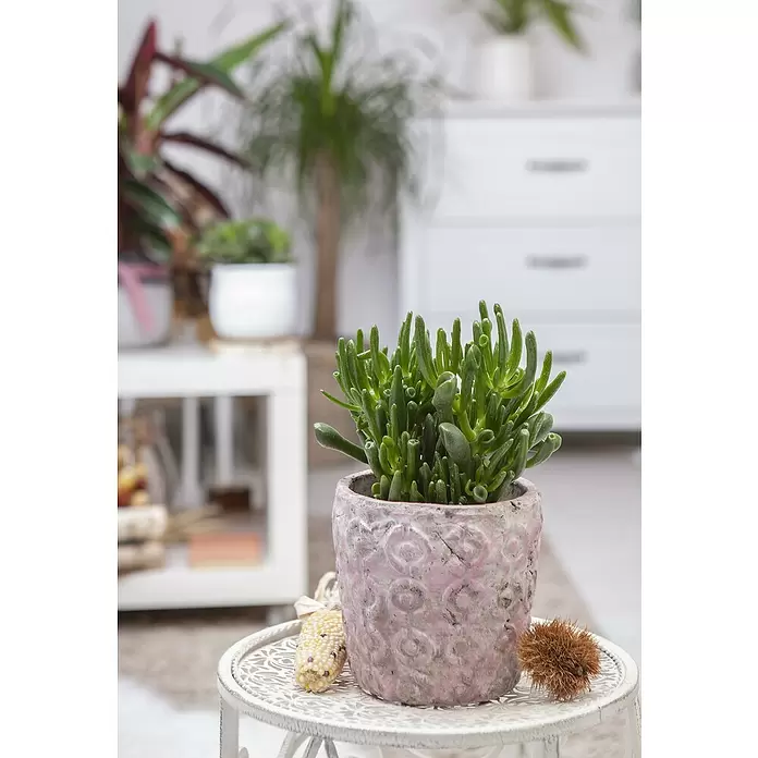 Piardino Geldbaum 'Red Horn Tree' -  - Stimmungsaufnahme