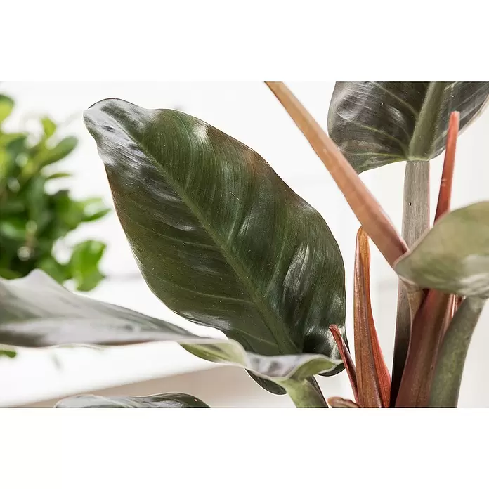 Piardino Baumfreund 'Red Beauty' - Philodendron 'Red Beauty' - Detailaufnahme