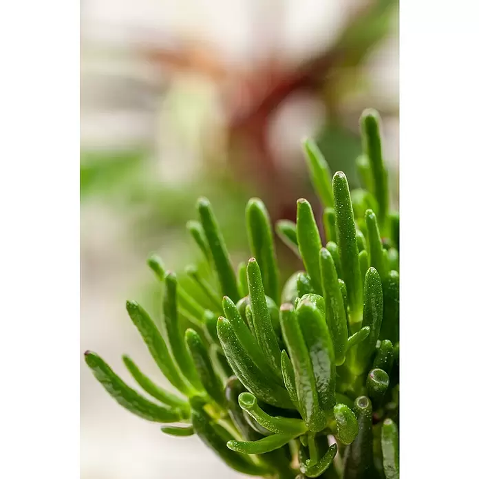 Piardino Geldbaum 'Red Horn Tree' -  - Detailaufnahme