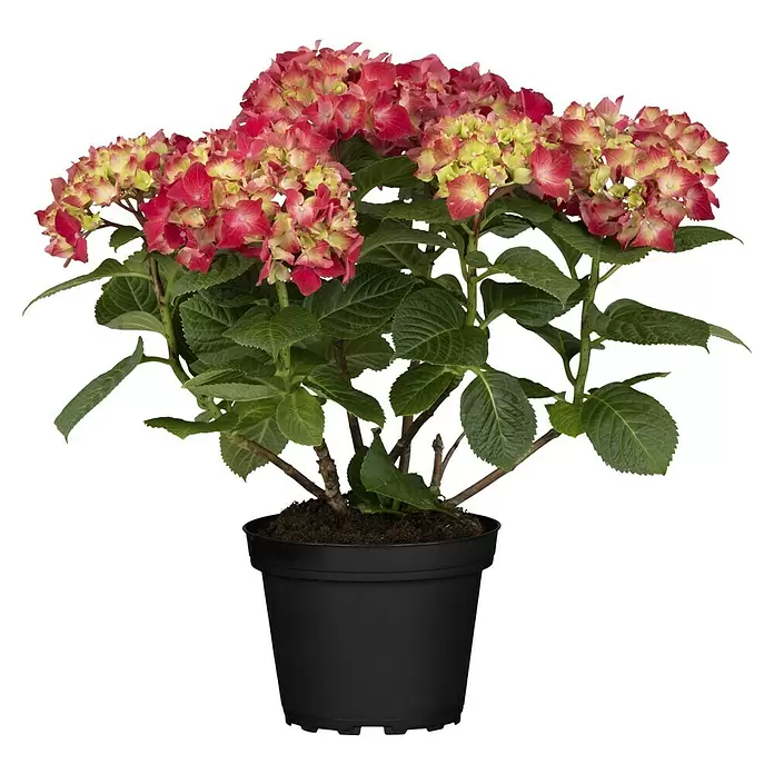 Piardino Hydrangea - Hydrangea macrophylla, Tamaño de maceta: 14 cm, Dependiendo de la variedad - Vista frontal