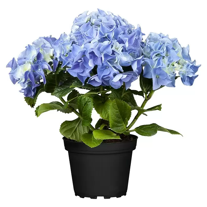 Piardino Hydrangea - Hydrangea macrophylla, Tamaño de maceta: 14 cm, Dependiendo de la variedad - Vista frontal