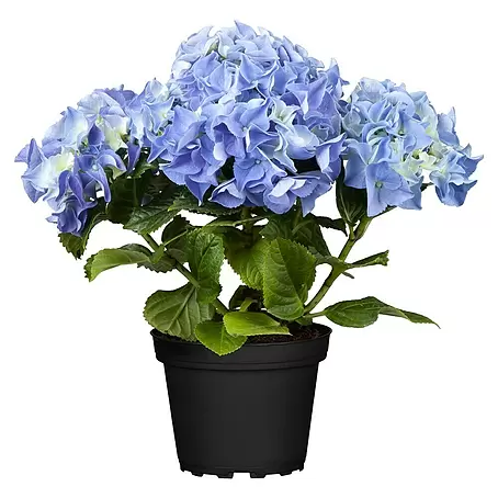 Piardino  Hydrangea