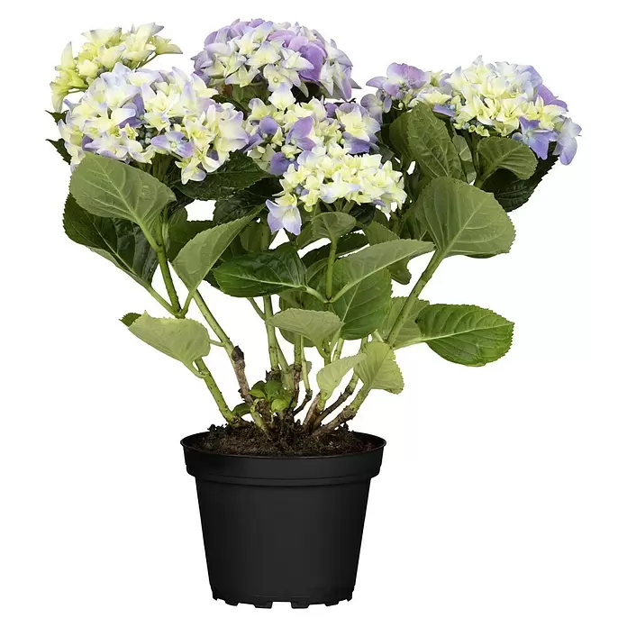 Piardino Hydrangea - Hydrangea macrophylla, Tamaño de maceta: 14 cm, Dependiendo de la variedad - Vista frontal