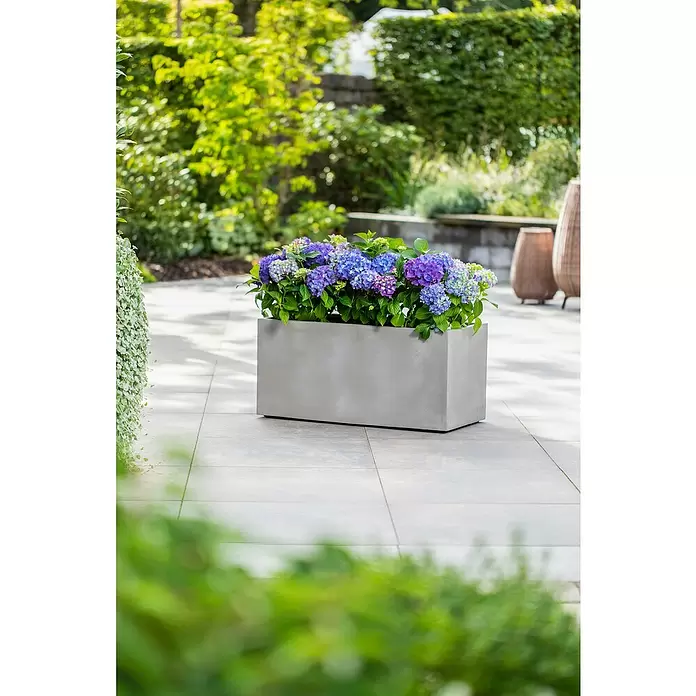 Piardino Hydrangea - Hydrangea macrophylla, Tamaño de maceta: 14 cm, Dependiendo de la variedad - Foto ambiente