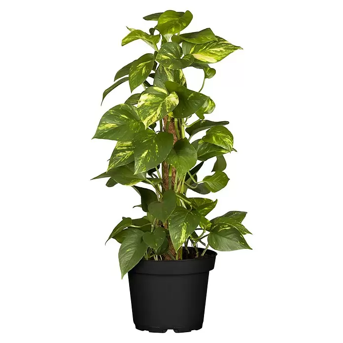 Piardino Poto - Epipremnum aureum, Tamaño de maceta: 17 cm - Vista frontal