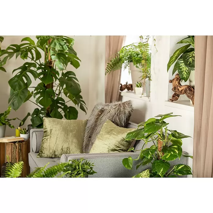 Piardino Poto - Epipremnum aureum, Tamaño de maceta: 17 cm - Foto ambiente