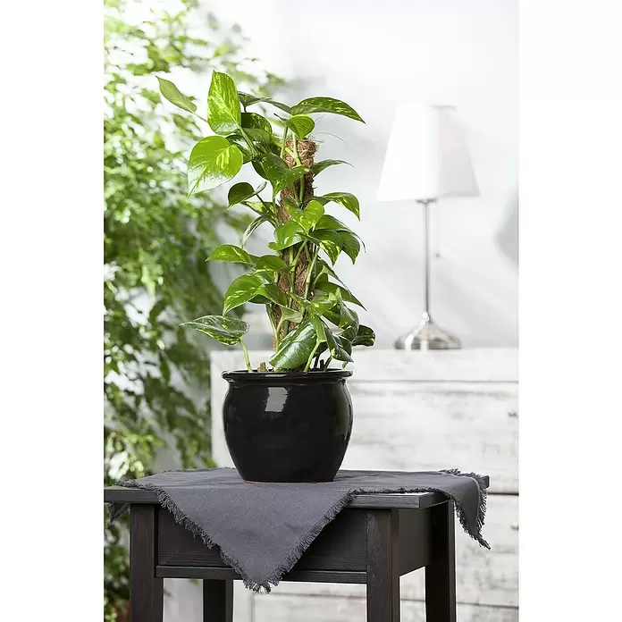 Piardino Poto - Epipremnum aureum, Tamaño de maceta: 17 cm - Foto ambiente