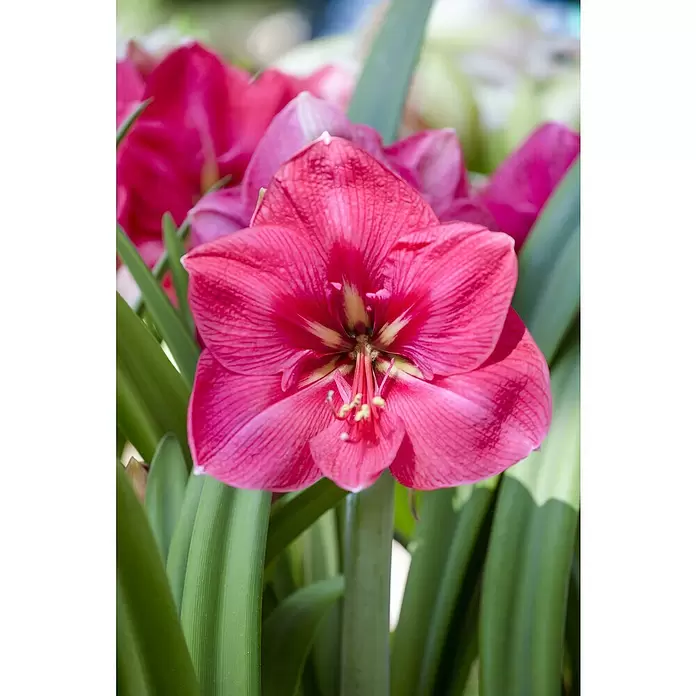 Piardino Amaryllis - Hippeastrum, pink, Rosa - Detailaufnahme