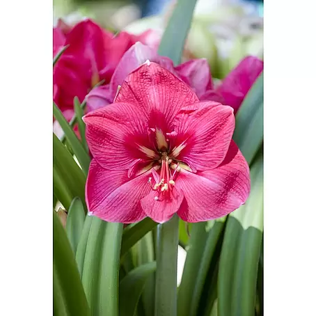 Piardino  Amaryllis