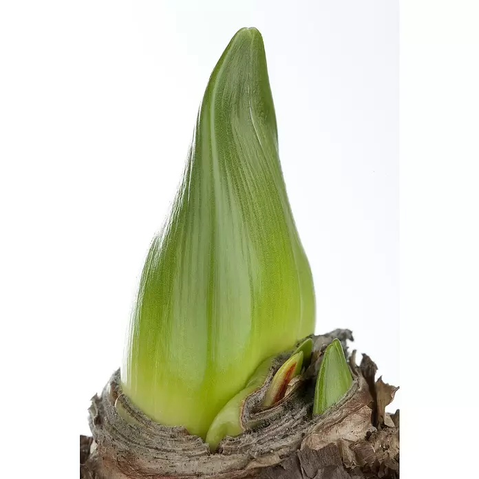 Piardino Amaryllis - Hippeastrum, pink, Rosa - Detailaufnahme