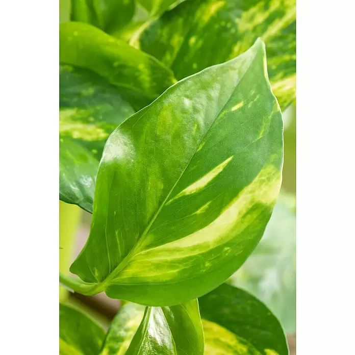 Piardino Poto - Epipremnum aureum, Tamaño de maceta: 17 cm - Primer plano