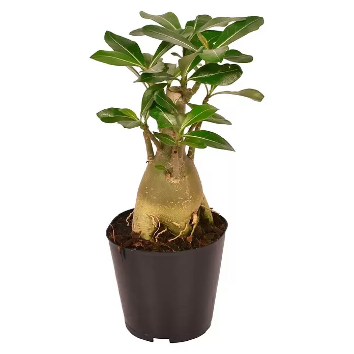 Piardino Adenium - Adenium obesum - Vista frontal