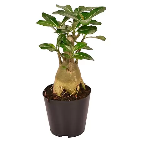 Piardino  Adenium