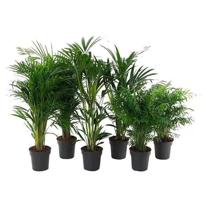 Piardino Pflanzen-Mix Palmen - Palmen in Arten & Sorten, Topfgröße: 22 cm - Vorderansicht